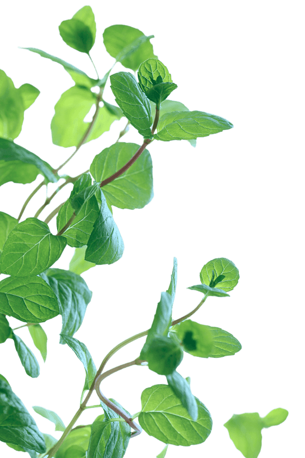 mint leaves